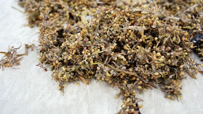 Giant Sargassum Seaweed Blob Shrinks on Path to Florida, According to Scientists.