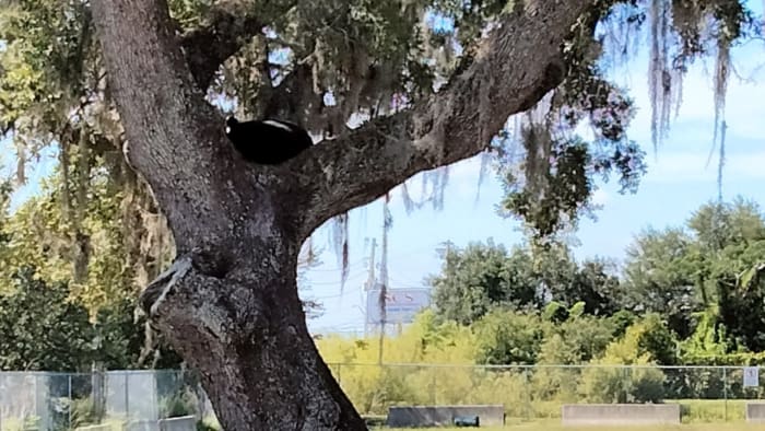 Another one: Bear spotted along John Young Parkway in Orlando