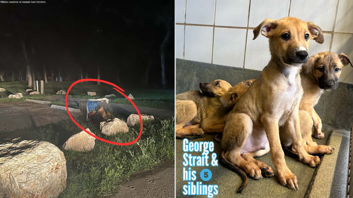 Six puppies found abandoned at San Antonio park now up for adoption ACS says