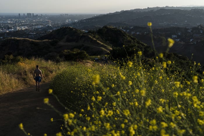 California artists, chefs find creative ways to confront destructive ‘superbloom’ of wild mustard