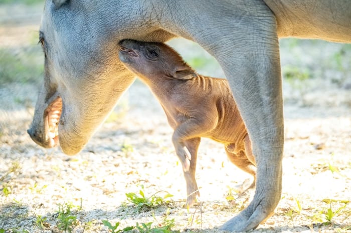 Zoo Miami announces birth of rare wild pig