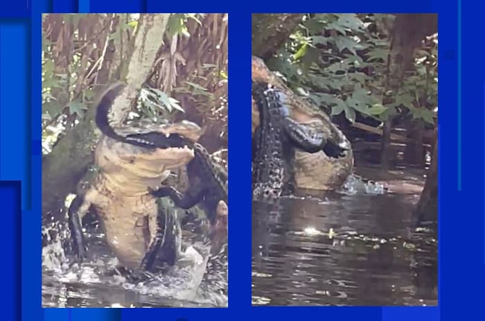 Sidewalk Surfer - The Independent Florida Alligator