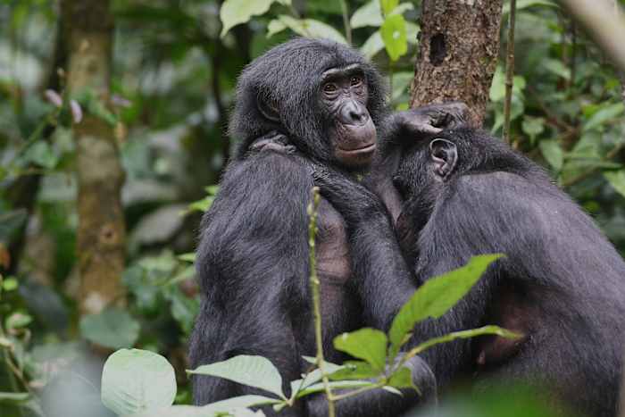 Bonobos in Congo form girl groups to fend off male aggression, study says