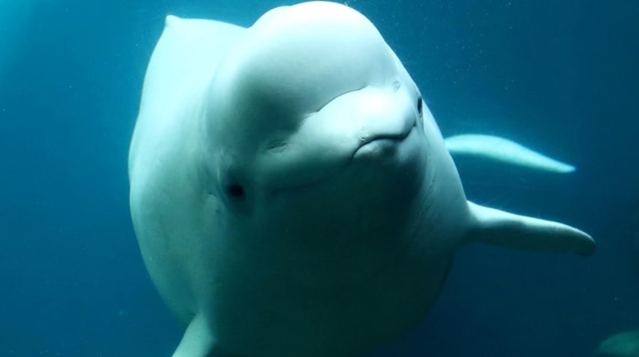 Beluga