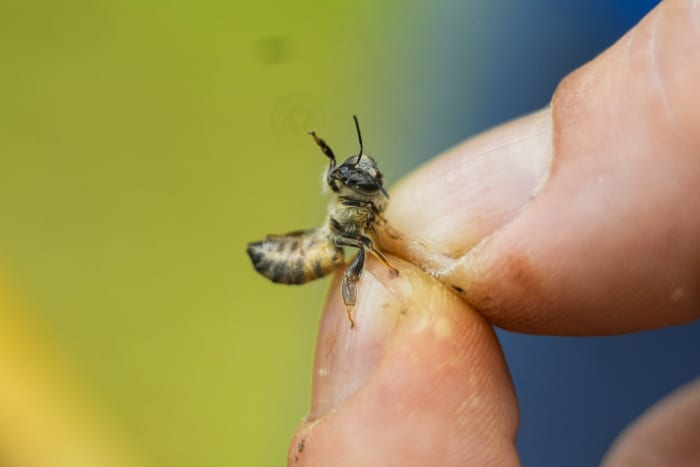 Nearly half of US honeybee colonies died last year. Struggling beekeepers stabilize population - Vimarsana News