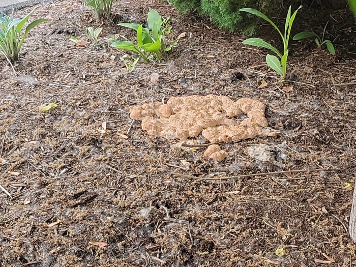 Morning 4 What to do about ‘Dog Vomit Fungus’ on your lawn, gardens