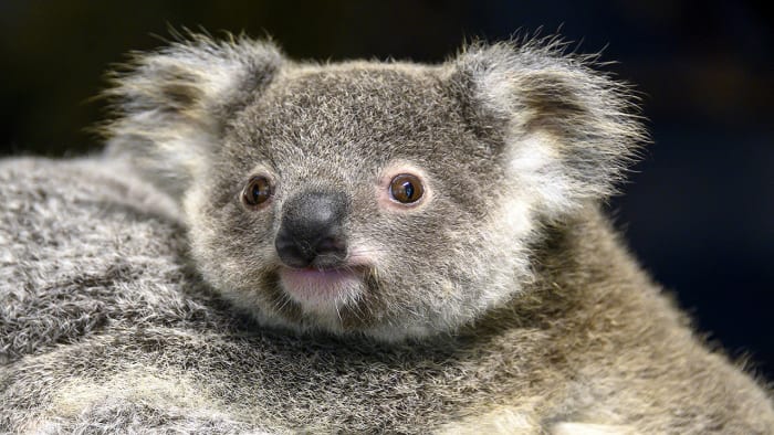 El Ultimo Koala - Como toda celebridad 😎⭐️, la jirafa 🦒 más