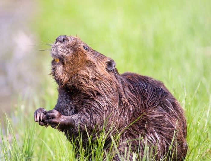 It's a bird, it's a plane, it's a....beaver? - Vimarsana News
