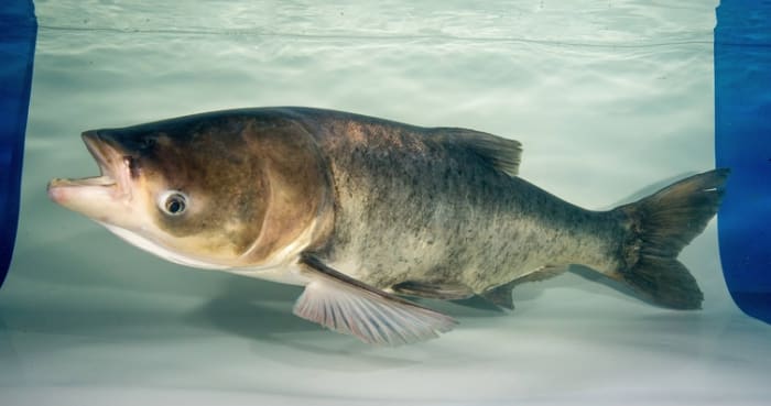 Morning 4: Michigan officials monitoring these 17 invasive fish species -- and other news - Vimarsana News