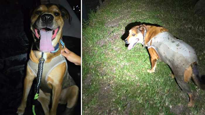 ‘This was a team effort': Iowa veteran credits Jacksonville community with helping find service dog lost for 5 days
