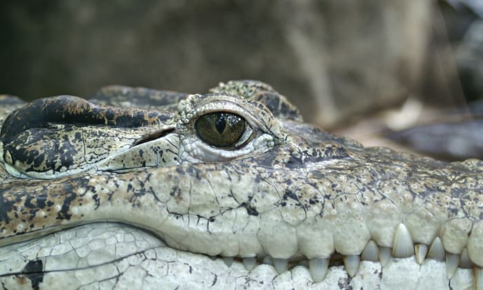 Nearly 14-foot-long gator found at Florida waterway where body was discovered