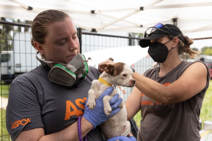 Over 50 neglected cats & dogs rescued from Florida home