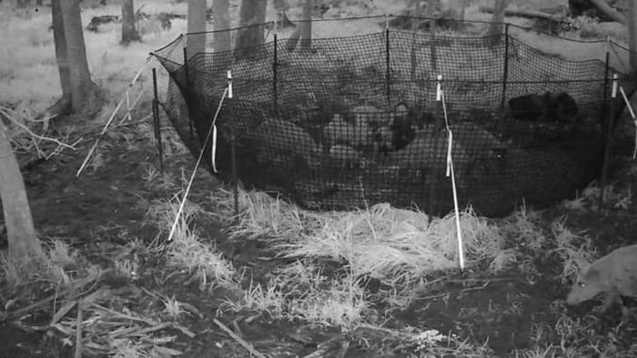 Humane traps catch hundreds of feral hogs, Flagler officials say. They want more - Vimarsana News