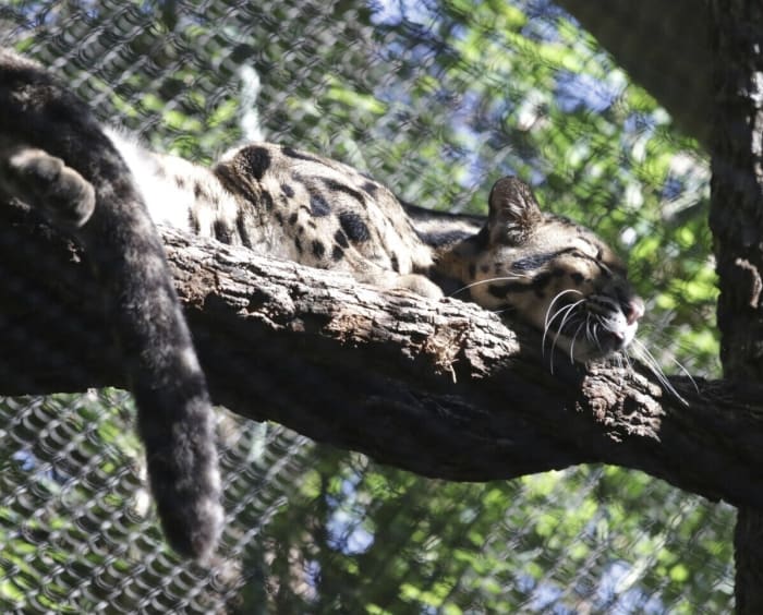 Dallas Zoo leopard reunites with sister in enclosure after escape, no injuries found, officials say