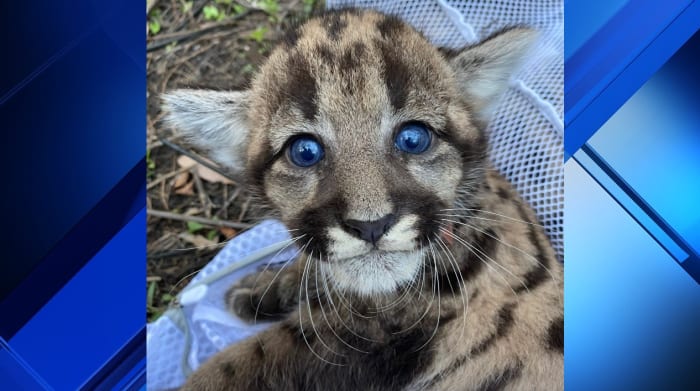 Wild Florida: Beautiful Florida Panther kittens giving hope for the future