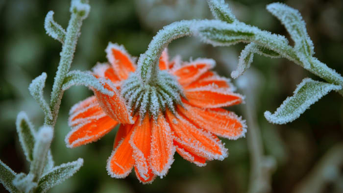 Is it safe to start planting in Metro Detroit right now?