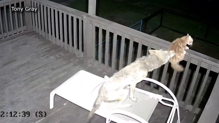 Miami residents report coyote sightings near Coconut Grove