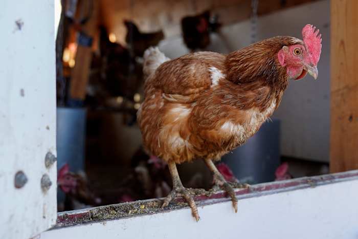 Bird flu confirmed in backyard poultry flock in Monroe County Bird flu confirmed in backyard poultry flock in Monroe County