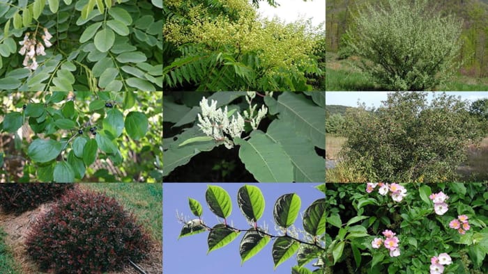 Let’s talk about Michigan’s invasive trees and shrubs: How to identify them and the threat they pose