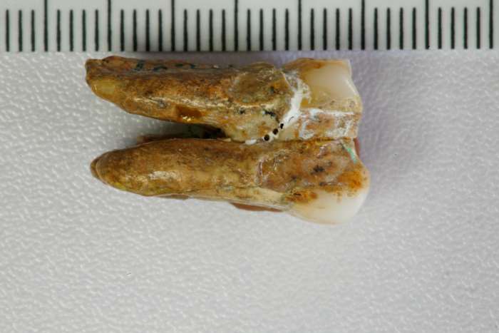 Ancient teeth hint at canoodling between early human relatives