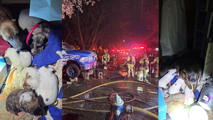 বাসিন্দারা, হ্যারিস কাউন্টির বাড়ির আগুন থেকে 9টি কুকুর নিরাপদে পালিয়েছে