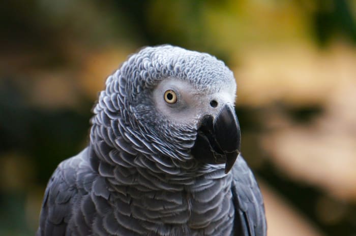 Highly contagious bird flu kills domestic parrots in Washtenaw County