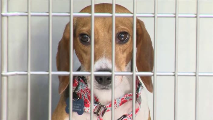 Beagles relocating to West Michigan after living in ‘prison-like conditions’