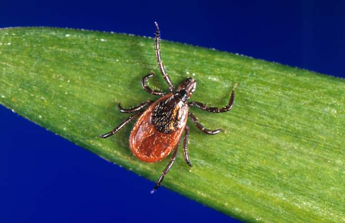 ER visits for tick bites are on the rise. How to avoid them & what to do if you find one on you