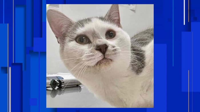 Cat escapes from thief after being stolen from Michigan pet store