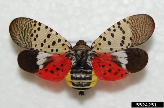 Don't Squish This Spotted Lanternfly! West Side Designer Wins