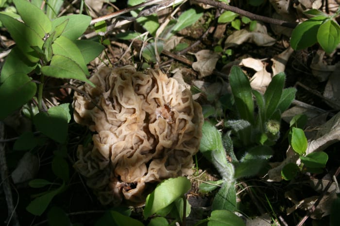 Morning 4: What to know before morel mushroom hunting in Michigan -- and other news - Vimarsana News
