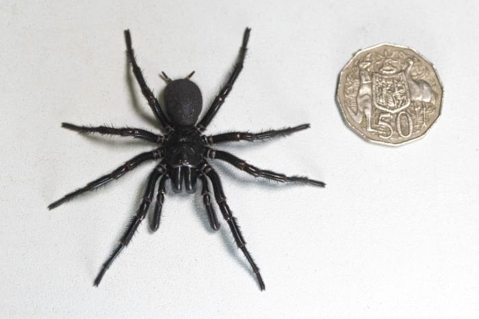 Lethal Sydney funnel-web spider 'Hercules' sets record for largest specimen collected in Australia