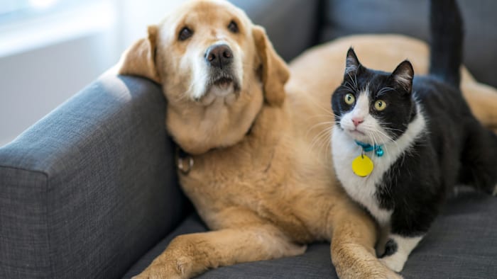 প্রয়োজনে হিউস্টনের পরিবারের জন্য বিনামূল্যে ড্রাইভ-থ্রু পোষা খাবার প্যান্ট্রি