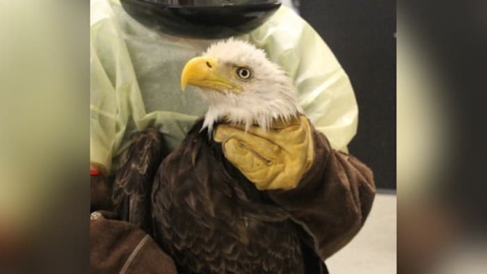 Rescued Eagles Thrive: A Heartwarming Rehabilitation Journey