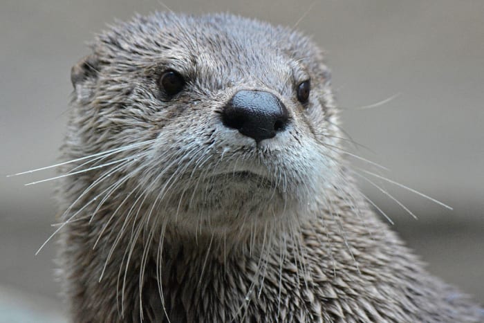 Florida man, 74, attacked by rabid otter while feeding ducks