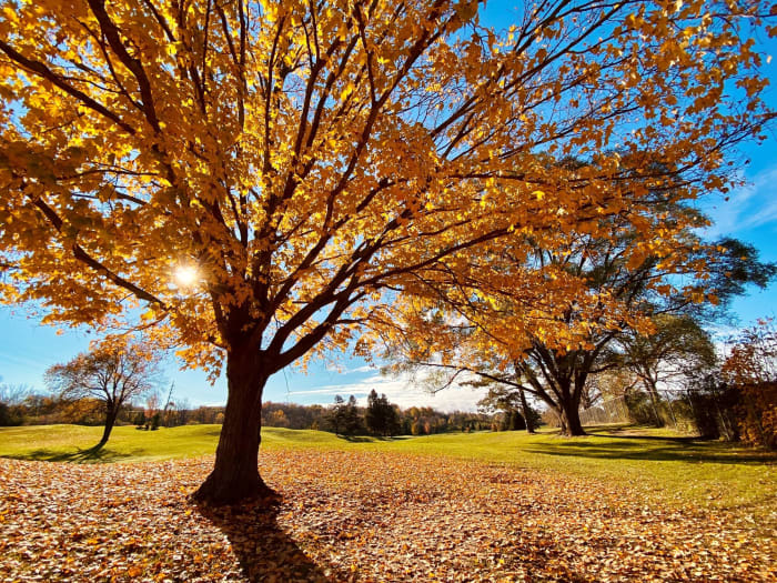 Fall colors to peak in Michigan’s Lower Peninsula next week