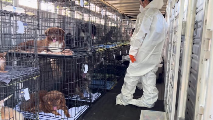 Man accused of running puppy mill wanted for animal cruelty