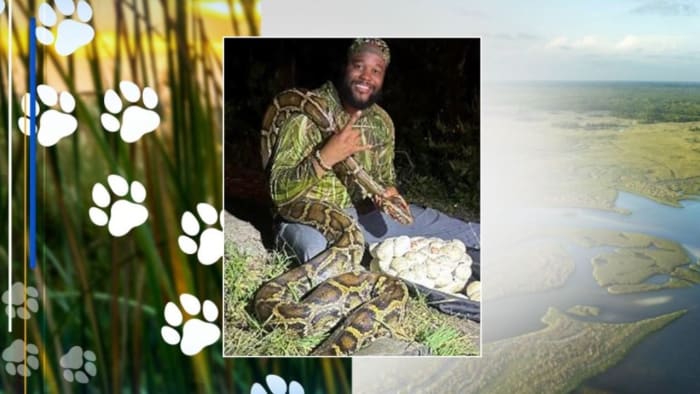 Former pro boxer wrangles what's believed to be longest python caught in Florida this year - Vimarsana News
