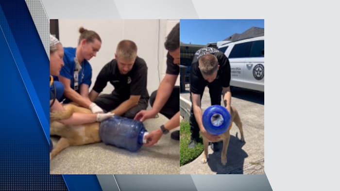 Perro abandonado atado a la cabeza en una lata de plástico, ahora a salvo con Houston SPCA Perro abandonado atado a la cabeza en una lata de plástico, ahora a salvo con Houston SPCA