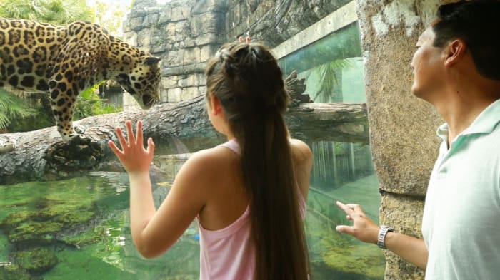 Jacksonville Zoo offering free admission for kids in November