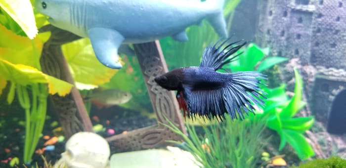 Here’s why you shouldn’t give someone a betta fish as a gift this holiday season