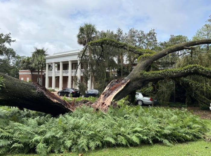 100-year-old oak tree falls on Florida Governor’s Mansion