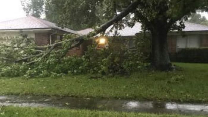 JEA trimming trees on Jacksonville's northside to prepare for hurricane season - Vimarsana News