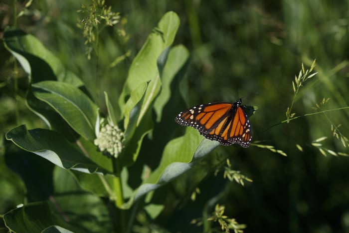 New study suggests monarch butterfly population doing OK despite