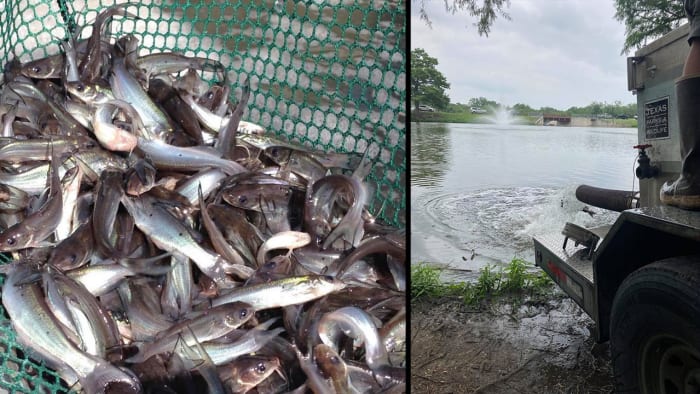 COASTAL BOW FISHING - Texas Fish & Game Magazine