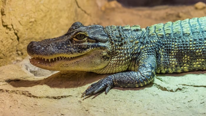 Sports  Baseball - The Independent Florida Alligator