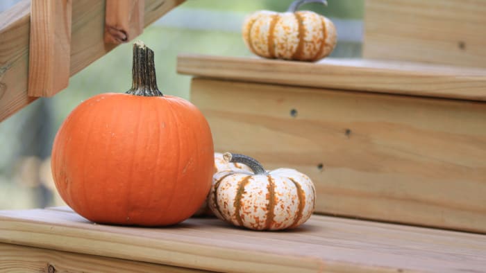 Here’s where you can get some gourd-geous pumpkins around Central Florida