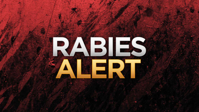 Health District issues warning after stray kitten tests positive for rabies in Campbell County