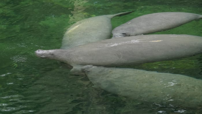 Lettuce celebrate: Fun facts for Manatee Appreciation Day