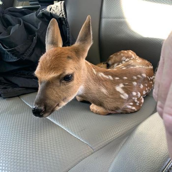 Young man helps rescue fawn in St. Johns County